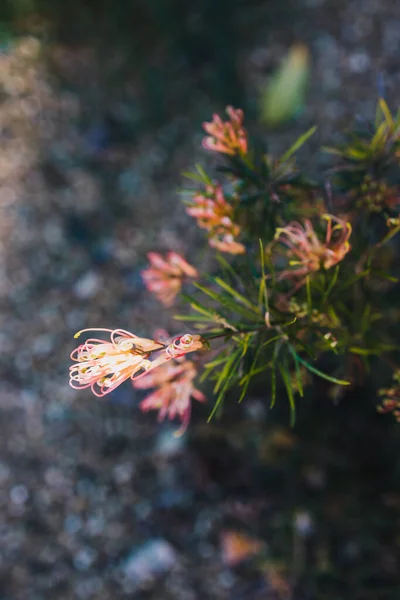 Родной Австралийской Grevillea Semperflorens Завод Желтыми Розовыми Цветами Открытом Воздухе — стоковое фото