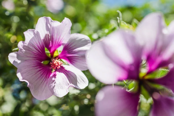 Close Hibisco Siríaco Alteia Rosa Flor Tubarão Também Chamado Aphhrodite — Fotografia de Stock