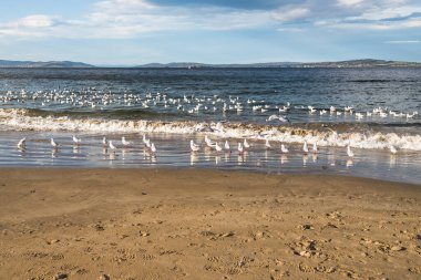Tazmanya, Avustralya 'daki Güney Hobart' ta güneşli bir kış gününde Blackmans Körfezi plajı.