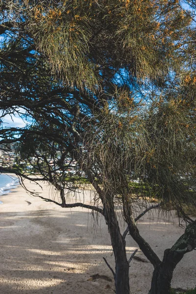 Hobart Tasmania Sierpnia 2020 Plaża Blackmans Bay Słoneczny Zimowy Dzień — Zdjęcie stockowe