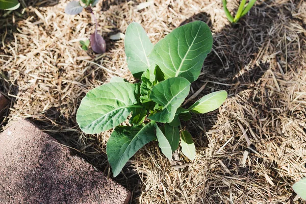 Couve Flor Planta Livre Jardim Vegetal Ensolarado Tiro Profundidade Rasa — Fotografia de Stock