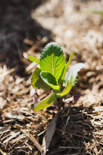 Planta Repolho Livre Jardim Vegetal Ensolarado Tiro Profundidade Rasa Campo — Fotografia de Stock