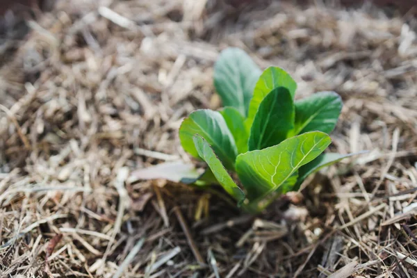 Planta Repolho Livre Jardim Vegetal Ensolarado Tiro Profundidade Rasa Campo — Fotografia de Stock