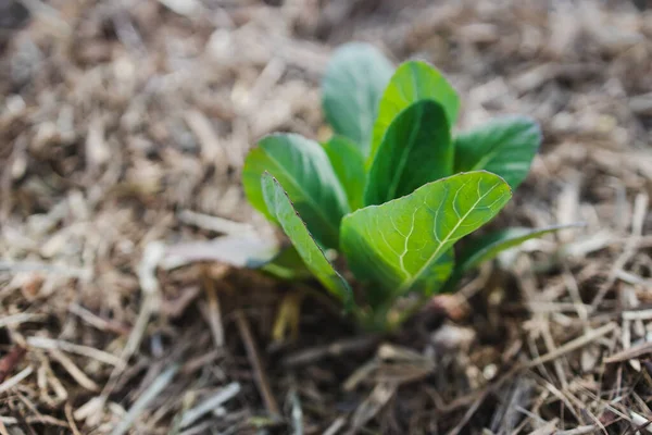 Planta Varză Aer Liber Grădină Însorită Legume Împușcat Adâncimea Mică — Fotografie, imagine de stoc