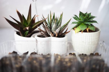 Sulu bitkilerin yakın plan çekimi ve kapalı alandaki küçük serada filizlenme tepsisi sığ alan derinliği