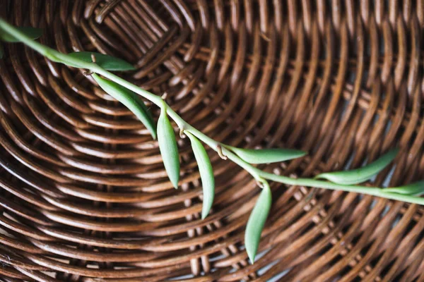 Close Planta Suculenta Cima Mesa Vime Tiro Interior Profundidade Rasa — Fotografia de Stock