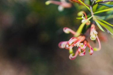 Yerli Avustralya yeşili semper floren bitkisi. Açık havada sarı ve pembe çiçekler. Güneşli arka bahçede sığ bir tarlanın derinliğinde çekilmiş.