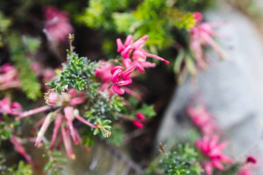 Avustralya 'nın yerli kırmızı yeşillik bitkisi, açık havada güneşli arka bahçede sığ bir tarlada çekilmiş çiçekler.