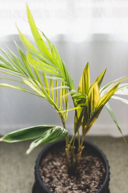 Kapalı alandaki küçük palmiye ağacının pencerenin yanında sığ bir alanda çekilmiş.