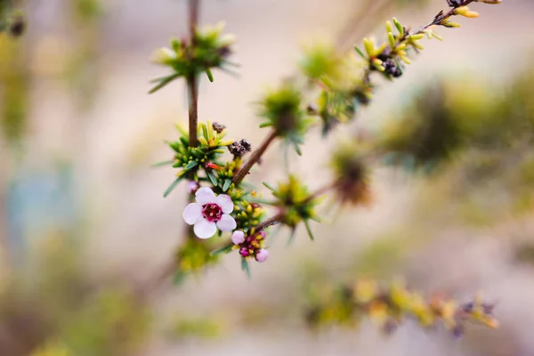 Planta Árbol Aire Libre Con Flor Rosa Patio Trasero Soleado — Foto de Stock