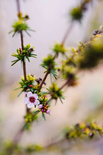 Krzew Herbaciany Outdoor Różowym Kwiatem Słonecznym Ogródku Strzał Płytkiej Głębokości — Zdjęcie stockowe