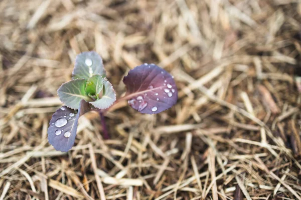 Blumenkohl Kohlpflanze Freien Sonnigem Gemüsegarten Geringer Schärfentiefe Geschossen — Stockfoto