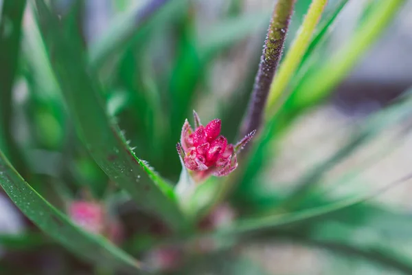 native Australian kangaroo paw plant with red flowers outdoor in sunny backyard shot at shallow depth of field