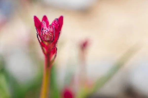 Planta Pata Canguro Australiano Nativo Con Flores Rojas Aire Libre — Foto de Stock