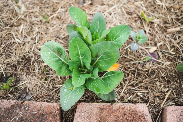 Blumenkohl Kohlpflanze Freien Sonnigem Gemüsegarten Geringer Schärfentiefe Geschossen — Stockfoto