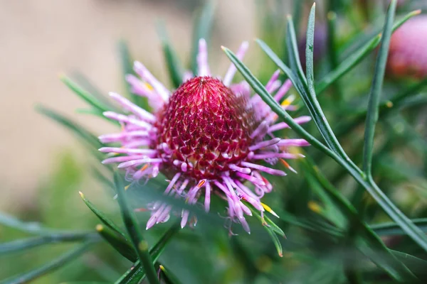 Oorspronkelijk Australische Snoep Kegel Isopogon Plant Met Roze Bloemen Buiten — Stockfoto