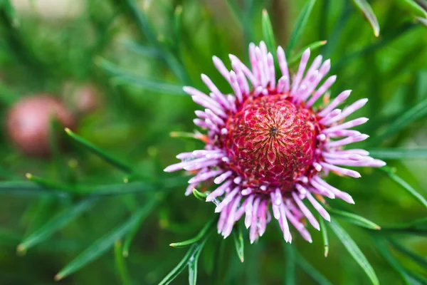 Oorspronkelijk Australische Snoep Kegel Isopogon Plant Met Roze Bloemen Buiten — Stockfoto