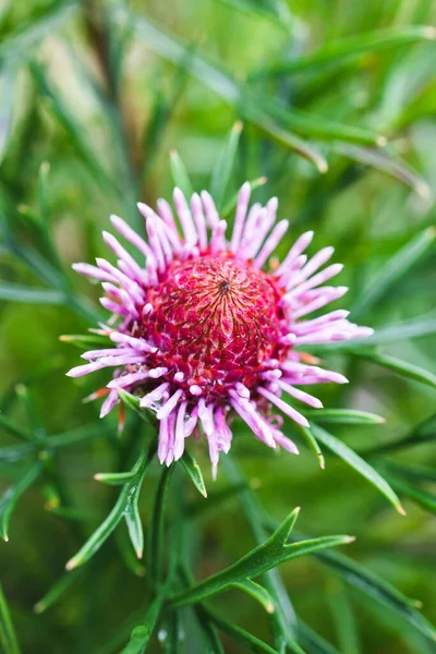 Oorspronkelijk Australische Snoep Kegel Isopogon Plant Met Roze Bloemen Buiten — Stockfoto