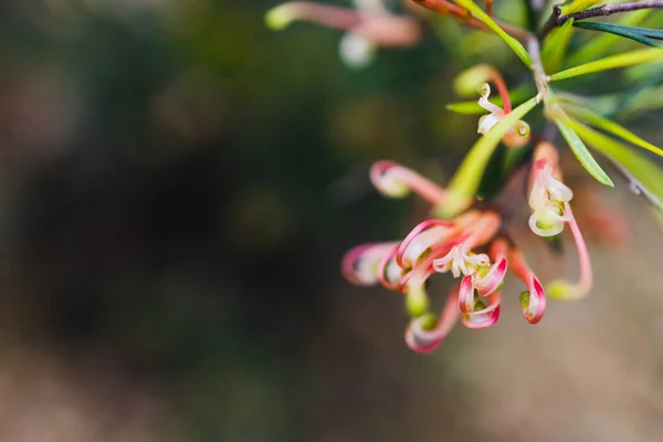 오스트레일리아 원주민 Grevillea Semper Florens 노란색 햇빛이 뒷마당에서 — 스톡 사진