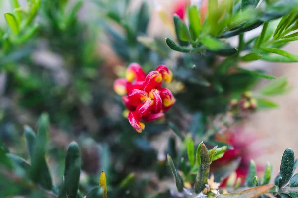 フィールドの浅い深さで撮影日当たりの良い裏庭で屋外の花を持つネイティブオーストラリアの赤グレビリア植物 — ストック写真