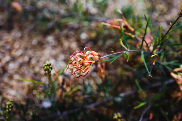 Natív Ausztrál Grevillea Semper Florens Növény Sárga Rózsaszín Virágok Szabadban — Stock Fotó