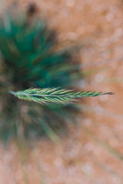 Крупным Планом Травы Festuca Glauca Семенами Выпущенными Мелкой Глубине Поля — стоковое фото