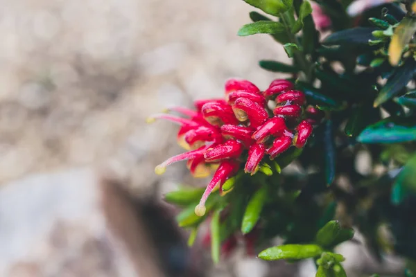 Nativní Australská Červená Grevillea Rostlina Květinami Venku Slunném Dvoře Střílel — Stock fotografie