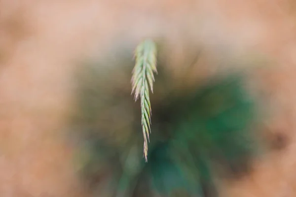 Close Festuca Glauca Grass Seeds Shot Extremely Shallow Depth Field — Stock Photo, Image