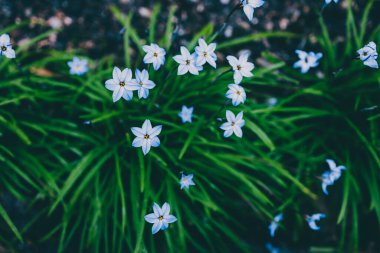 Yakın plan mavi yağmurlu çiçekleri açık alanda güneşli arka bahçede sığ tarlalarda çekiliyor.