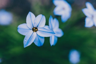 Yakın plan mavi yağmurlu çiçekleri açık alanda güneşli arka bahçede sığ tarlalarda çekiliyor.