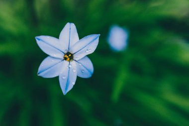 Yakın plan mavi yağmurlu çiçekleri açık alanda güneşli arka bahçede sığ tarlalarda çekiliyor.