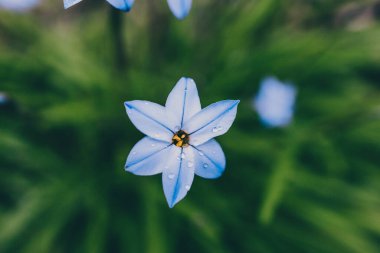 Yakın plan mavi yağmurlu çiçekleri açık alanda güneşli arka bahçede sığ tarlalarda çekiliyor.