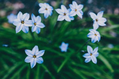 Yakın plan mavi yağmurlu çiçekleri açık alanda güneşli arka bahçede sığ tarlalarda çekiliyor.