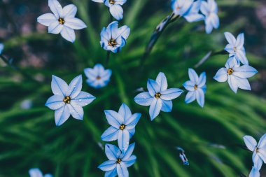 Yakın plan mavi yağmurlu çiçekleri açık alanda güneşli arka bahçede sığ tarlalarda çekiliyor.