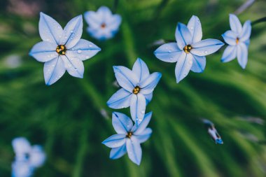 Yakın plan mavi yağmurlu çiçekleri açık alanda güneşli arka bahçede sığ tarlalarda çekiliyor.
