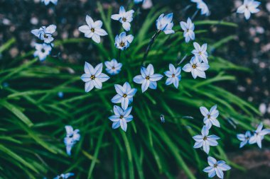 Yakın plan mavi yağmurlu çiçekleri açık alanda güneşli arka bahçede sığ tarlalarda çekiliyor.