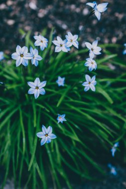Yakın plan mavi yağmurlu çiçekleri açık alanda güneşli arka bahçede sığ tarlalarda çekiliyor.