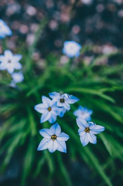 Yakın plan mavi yağmurlu çiçekleri açık alanda güneşli arka bahçede sığ tarlalarda çekiliyor.
