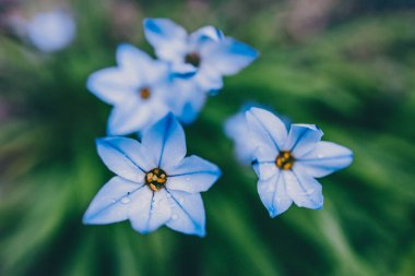 Yakın plan mavi yağmurlu çiçekleri açık alanda güneşli arka bahçede sığ tarlalarda çekiliyor.