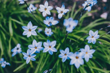 Yakın plan mavi yağmurlu çiçekleri açık alanda güneşli arka bahçede sığ tarlalarda çekiliyor.