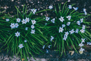 Yakın plan mavi yağmurlu çiçekleri açık alanda güneşli arka bahçede sığ tarlalarda çekiliyor.