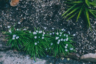 Yakın plan mavi yağmurlu çiçekleri açık alanda güneşli arka bahçede sığ tarlalarda çekiliyor.
