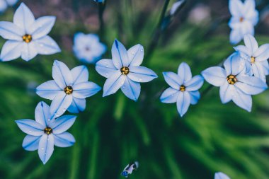 Yakın plan mavi yağmurlu çiçekleri açık alanda güneşli arka bahçede sığ tarlalarda çekiliyor.