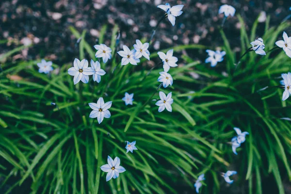 Yakın plan mavi yağmurlu çiçekleri açık alanda güneşli arka bahçede sığ tarlalarda çekiliyor.