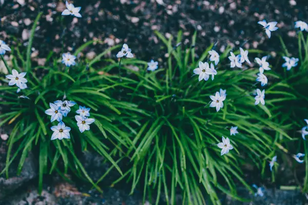 Yakın plan mavi yağmurlu çiçekleri açık alanda güneşli arka bahçede sığ tarlalarda çekiliyor.