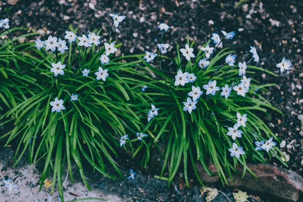 Yakın plan mavi yağmurlu çiçekleri açık alanda güneşli arka bahçede sığ tarlalarda çekiliyor.