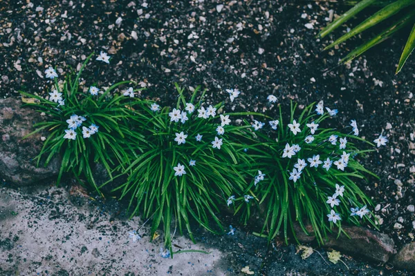 Yakın plan mavi yağmurlu çiçekleri açık alanda güneşli arka bahçede sığ tarlalarda çekiliyor.