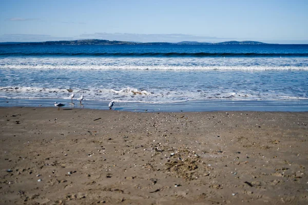 Nieskazitelna Plaża Tasmanii Głębokim Błękitnym Oceanem Ciemnym Złotym Piaskiem South — Zdjęcie stockowe
