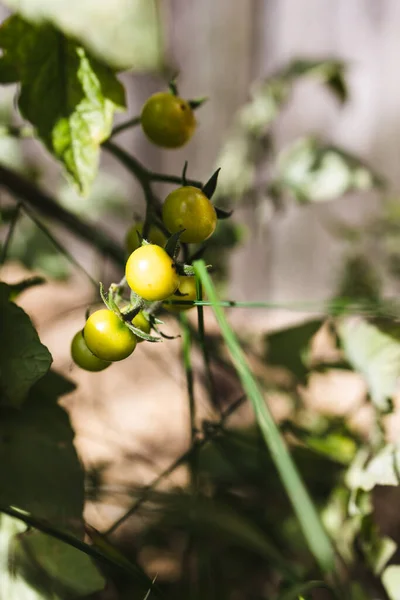 Tomatplanta Utomhus Solig Grönsaksträdgård Skjuten Grunt Skärpedjup — Stockfoto