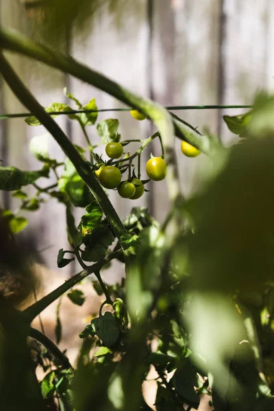 Tomatplanta Utomhus Solig Grönsaksträdgård Skjuten Grunt Skärpedjup — Stockfoto